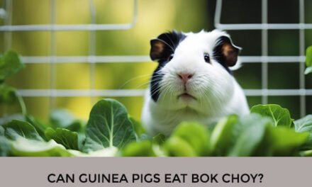 Can Guinea Pigs Eat Bok Choy?
