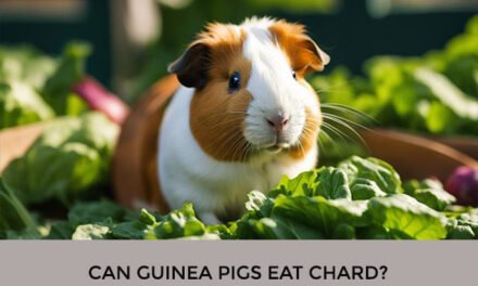 Can Guinea Pigs Eat Chard?