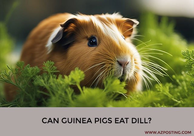 Can Guinea Pigs Eat Dill?