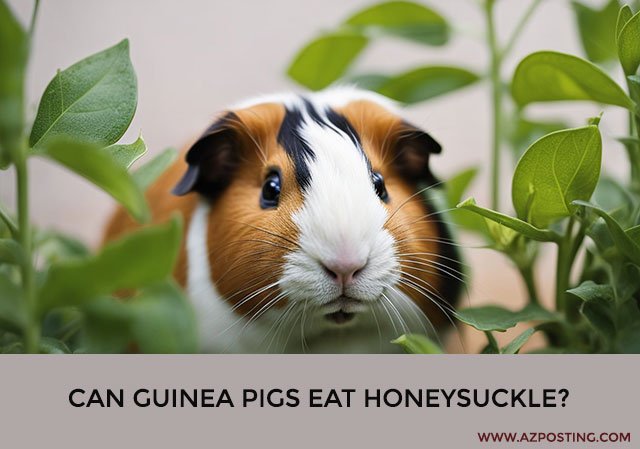 Can Guinea Pigs Eat Honeysuckle?