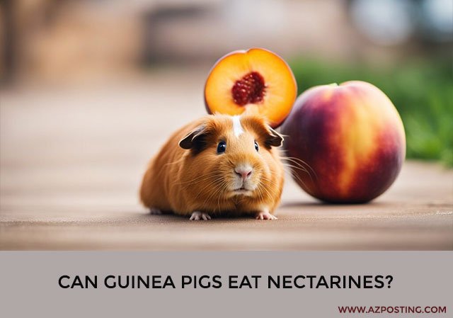 Can Guinea Pigs Eat Nectarines?