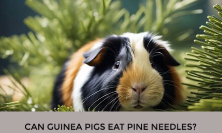 Can Guinea Pigs Eat Pine Needles?