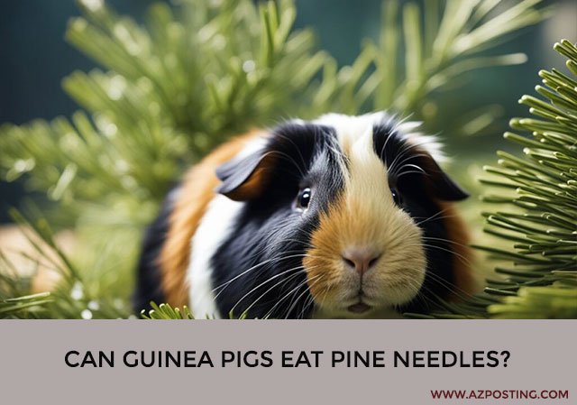 Can Guinea Pigs Eat Pine Needles?