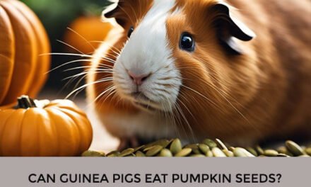 Can Guinea Pigs Eat Pumpkin Seeds?