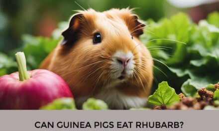 Can Guinea Pigs Eat Rhubarb?