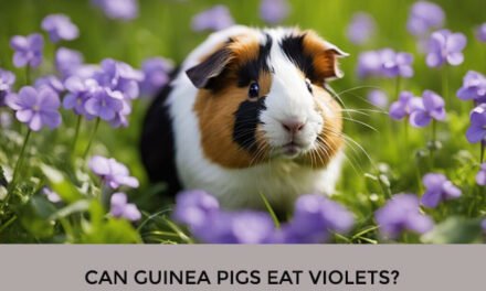 Can Guinea Pigs Eat Violets?