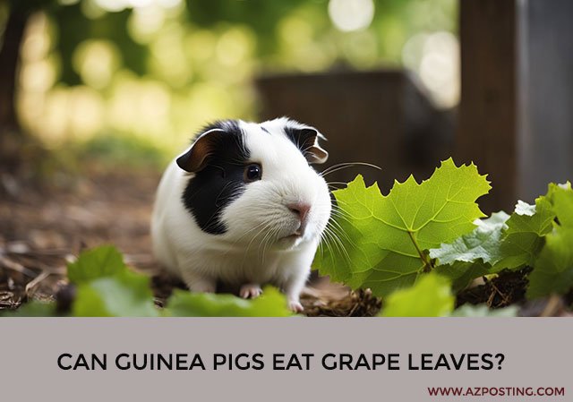 Can Guinea Pigs Eat Grape Leaves?