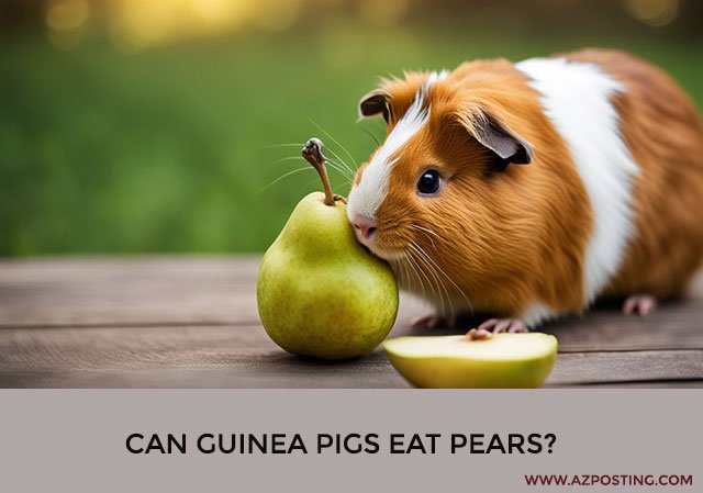 Can Guinea Pigs Eat Pears?