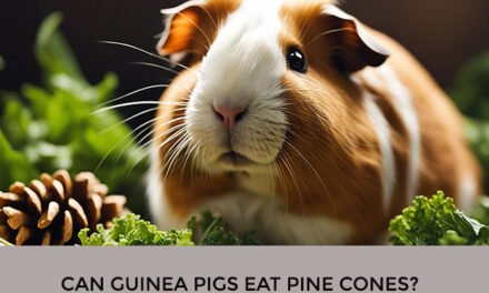 Can Guinea Pigs Eat Pine Cones?