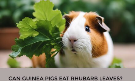 Can Guinea Pigs Eat Rhubarb Leaves?