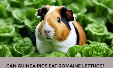 Can Guinea Pigs Eat Romaine Lettuce?