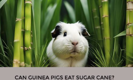 Can Guinea Pigs Eat Sugar Cane?