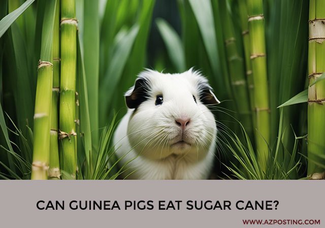 Can Guinea Pigs Eat Sugar Cane?