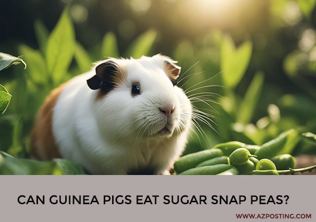 Can Guinea Pigs Eat Sugar Snap Peas?