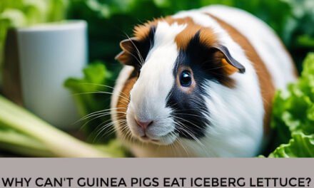 Why Can’t Guinea Pigs Eat Iceberg Lettuce?