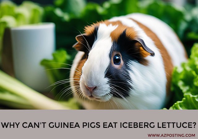 Why Can’t Guinea Pigs Eat Iceberg Lettuce?