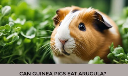 Can Guinea Pigs Eat Arugula?