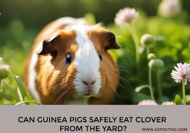 Can Guinea Pigs Eat Clover from the Yard?