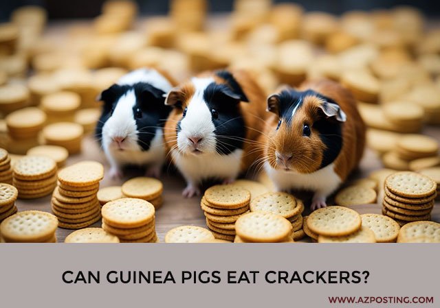 Can Guinea Pigs Eat Crackers?