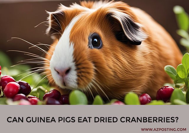 Can Guinea Pigs Eat Dried Cranberries?