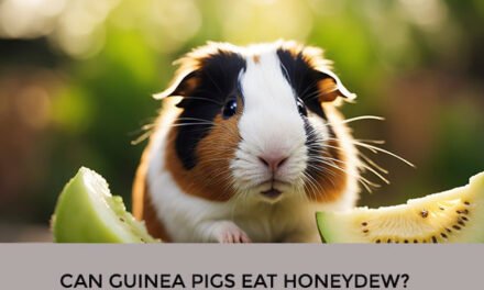 Can Guinea Pigs Eat Honeydew?