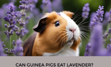 Can Guinea Pigs Eat Lavender?