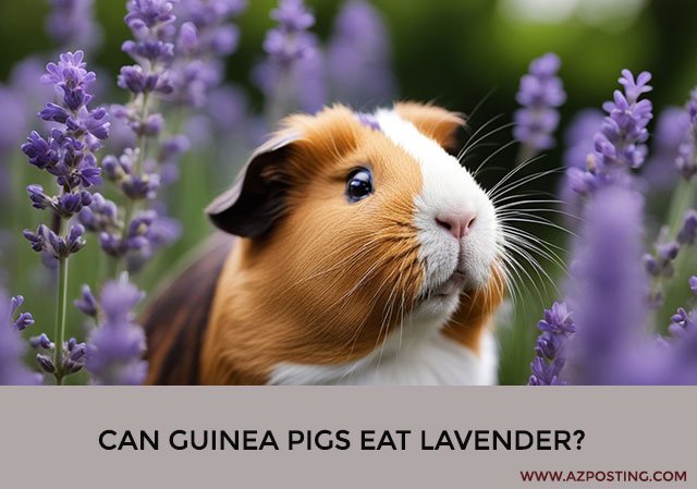 Can Guinea Pigs Eat Lavender?