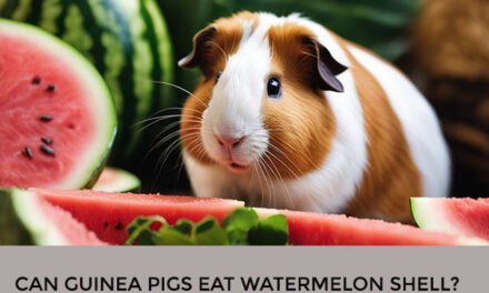 Can Guinea Pigs Eat Watermelon Shell?