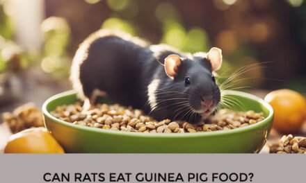 Can Rats Eat Guinea Pig Food?