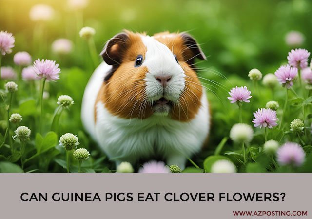 Can Guinea Pigs Eat Clover Flowers?