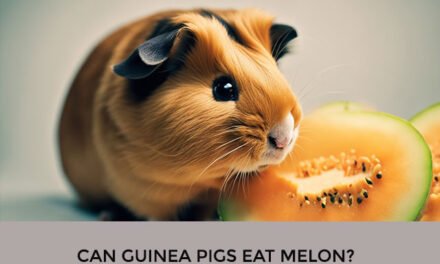 Can Guinea Pigs Eat Melon?