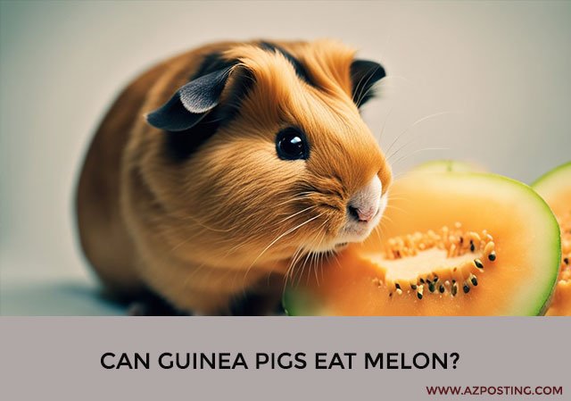 Can Guinea Pigs Eat Melon?