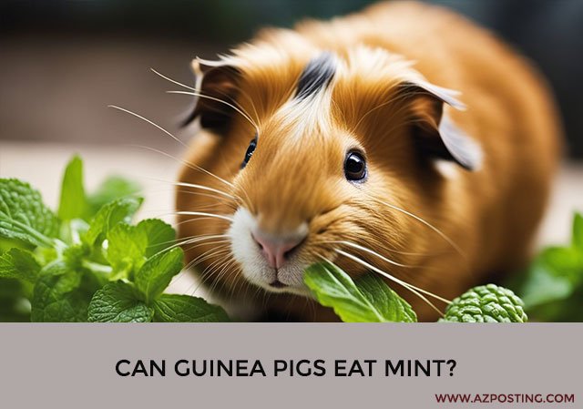 Can Guinea Pigs Eat Mint?
