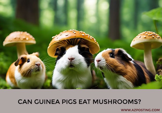 Can Guinea Pigs Eat Mushrooms?