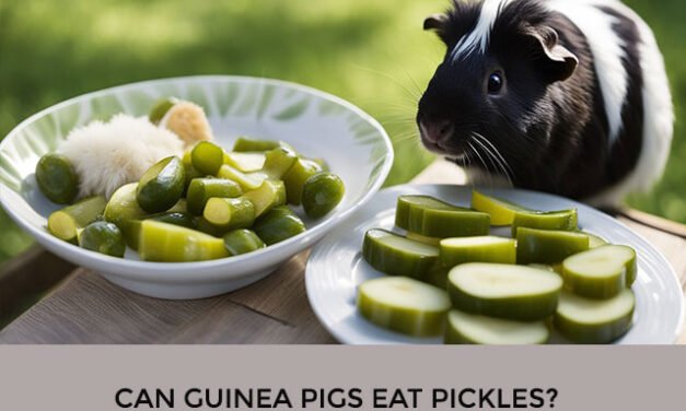 Can Guinea Pigs Eat Pickles?