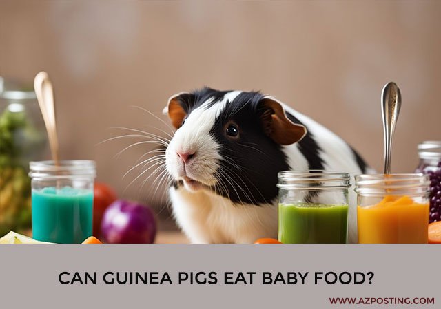 Can Guinea Pigs Eat Baby Food?