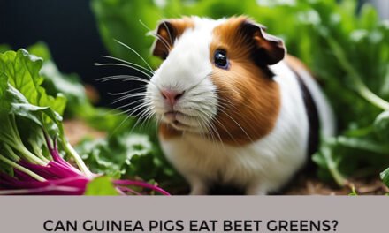 Can Guinea Pigs Eat Beet Greens?