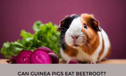Can Guinea Pigs Eat Beetroot?