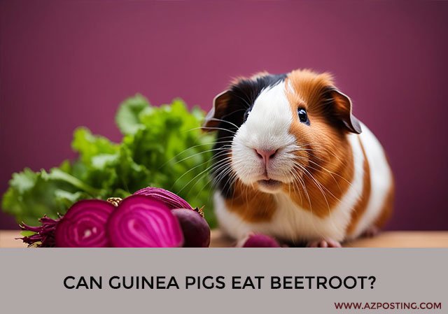 Can Guinea Pigs Eat Beetroot?