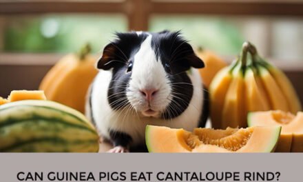 Can Guinea Pigs Eat Cantaloupe Rind?