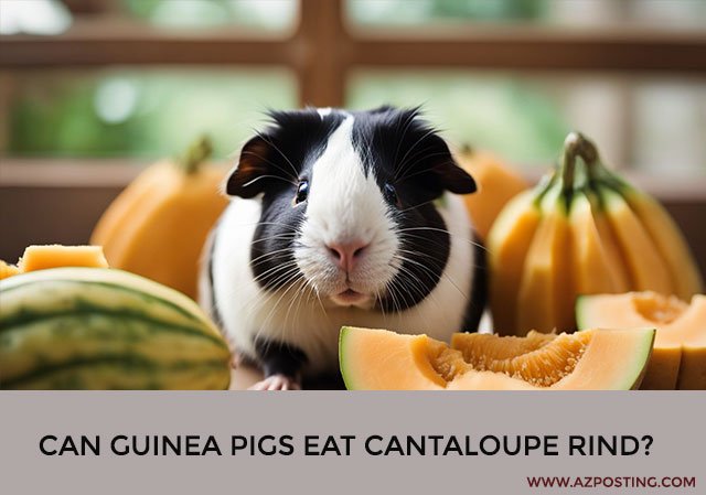 Can Guinea Pigs Eat Cantaloupe Rind?