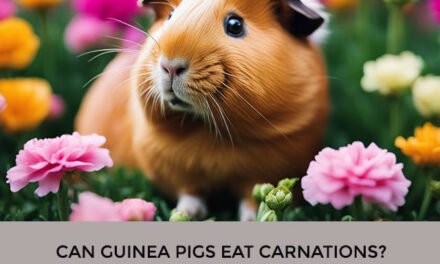 Can Guinea Pigs Eat Carnations?
