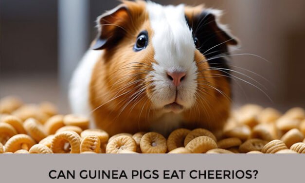 Can Guinea Pigs Eat Cheerios?