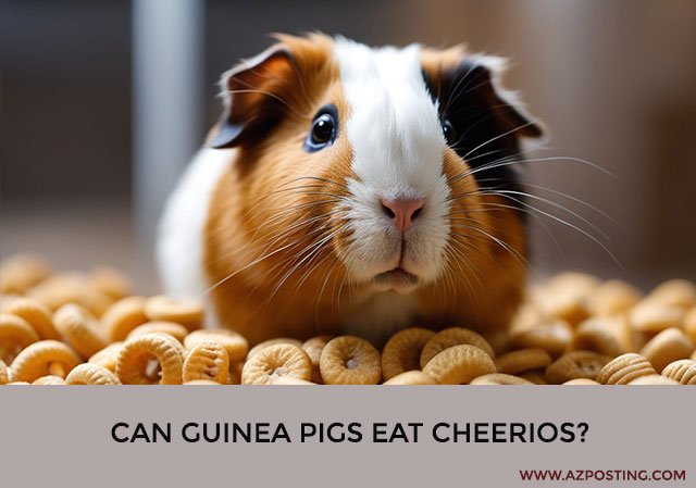 Can Guinea Pigs Eat Cheerios?