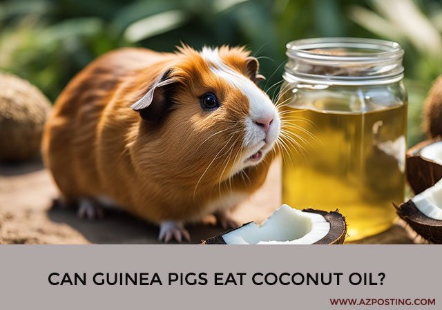 Can Guinea Pigs Eat Coconut Oil?
