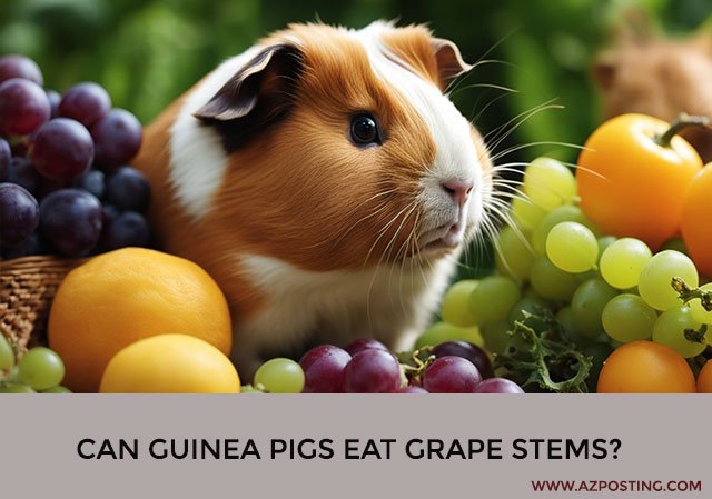 Can Guinea Pigs Eat Grape Stems?