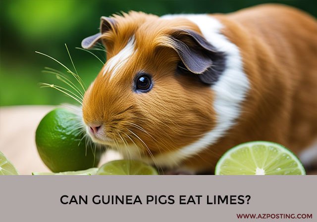 Can Guinea Pigs Eat Limes?
