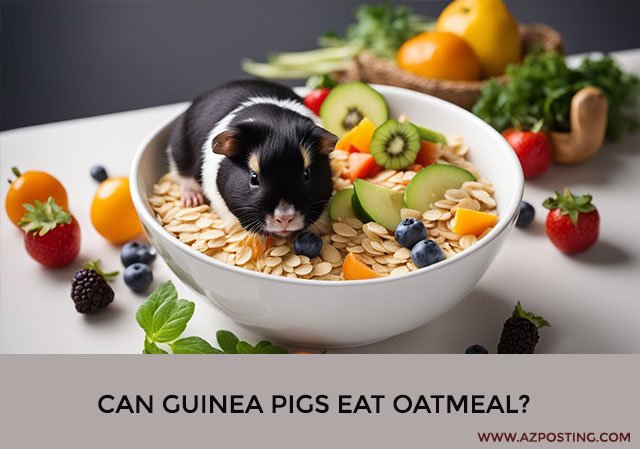 Can Guinea Pigs Eat Oatmeal?