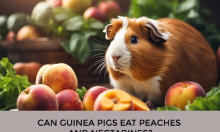Can Guinea Pigs Eat Peaches and Nectarines?