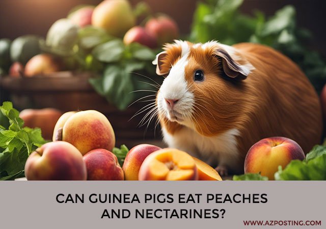 Can Guinea Pigs Eat Peaches and Nectarines?